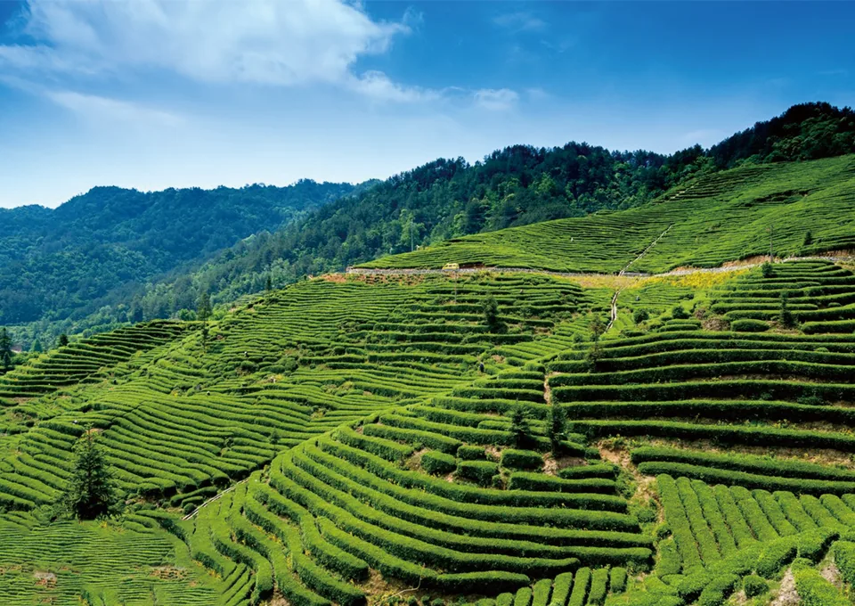 Botanical raw material sourcing - plantation source control by matai Flavor